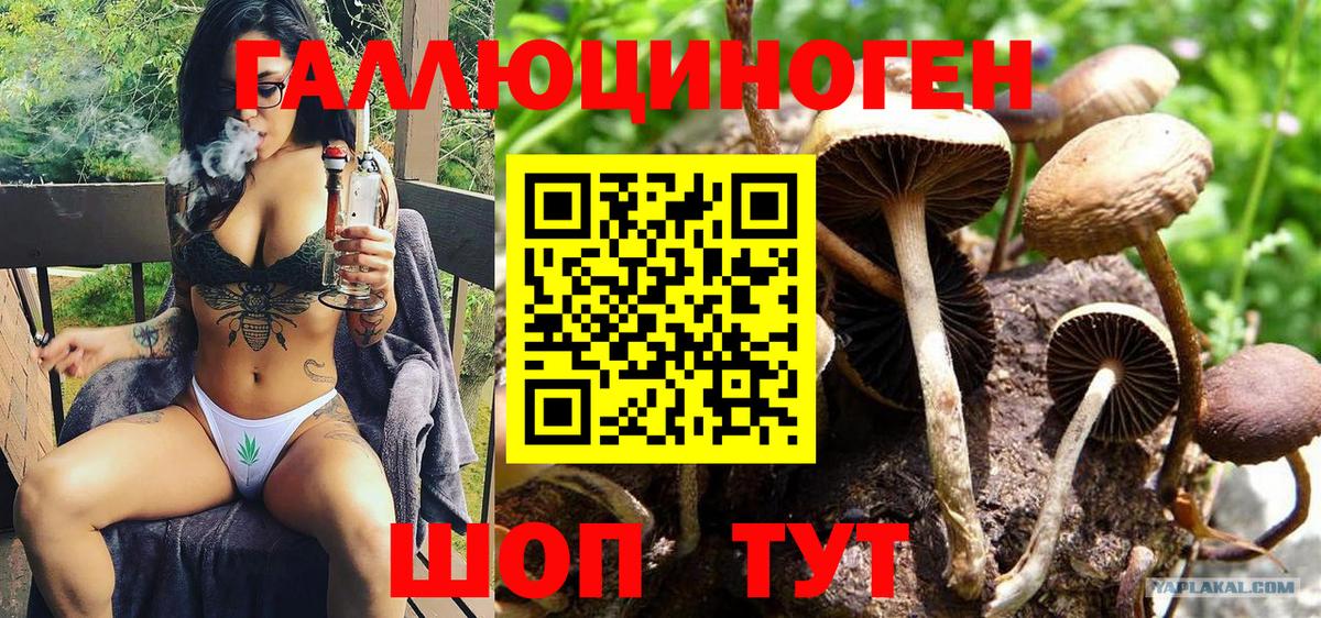 Псилоцибиновые грибы Psilocybine cubensis Ставрополь